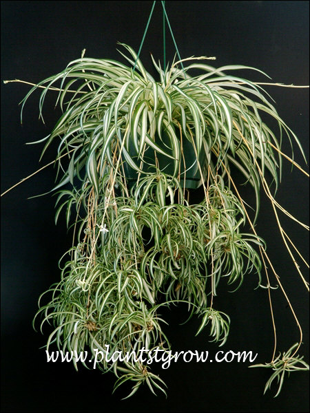 Spider Plant (Chlorophytum comosum vittatum)
A very large Spider Plant in a 12 inch hanging basket.  The small plantlets are connect to the main plant by stolons.